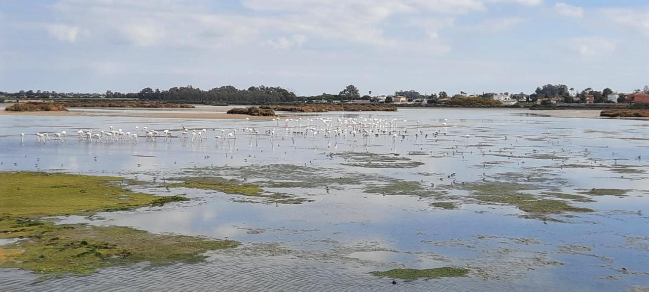 Villa Sancti Petri Chiclana de la Frontera Εξωτερικό φωτογραφία